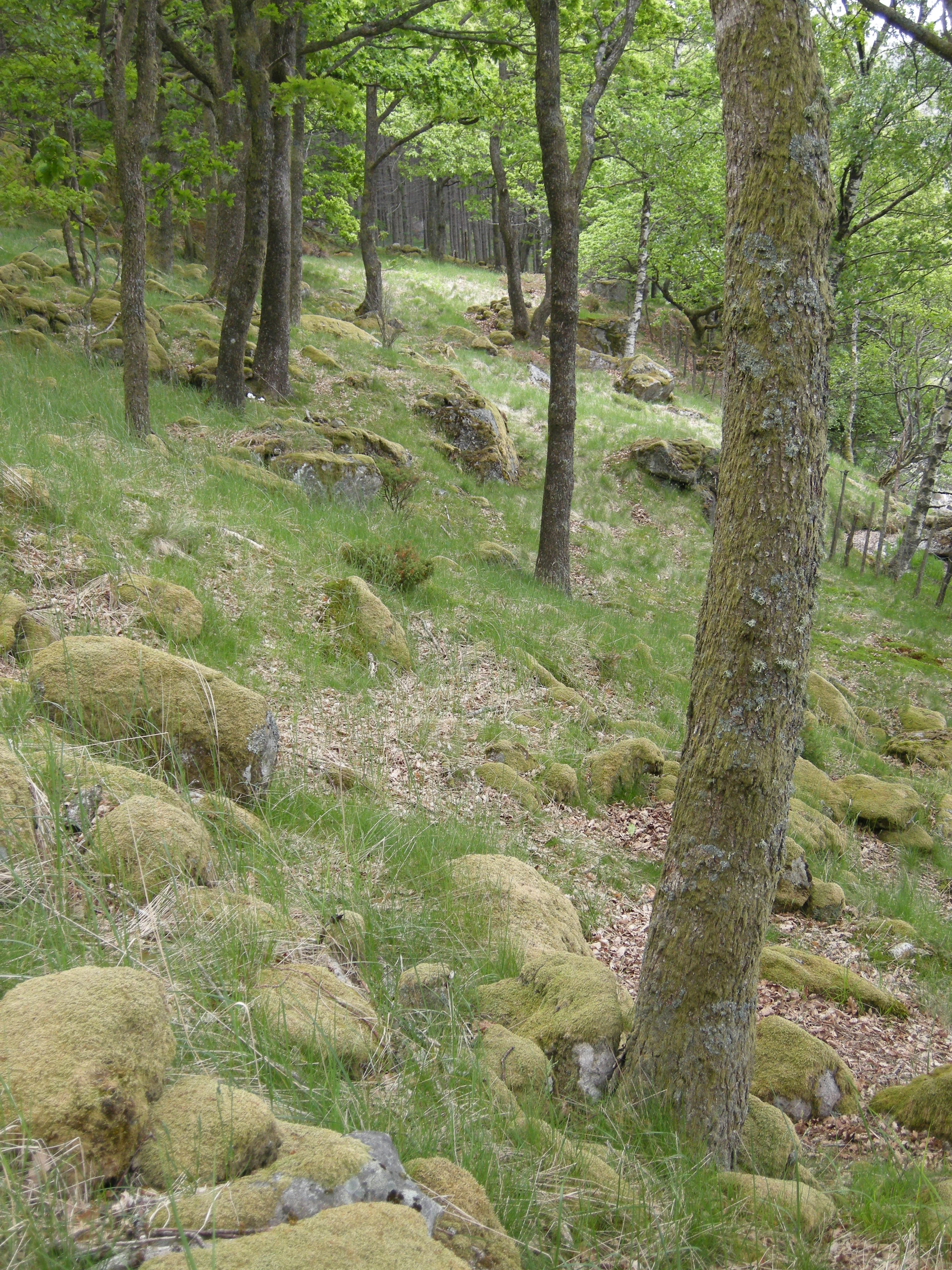 T32-C-11 kalkfattig tørreng med mindre hevdpreg.