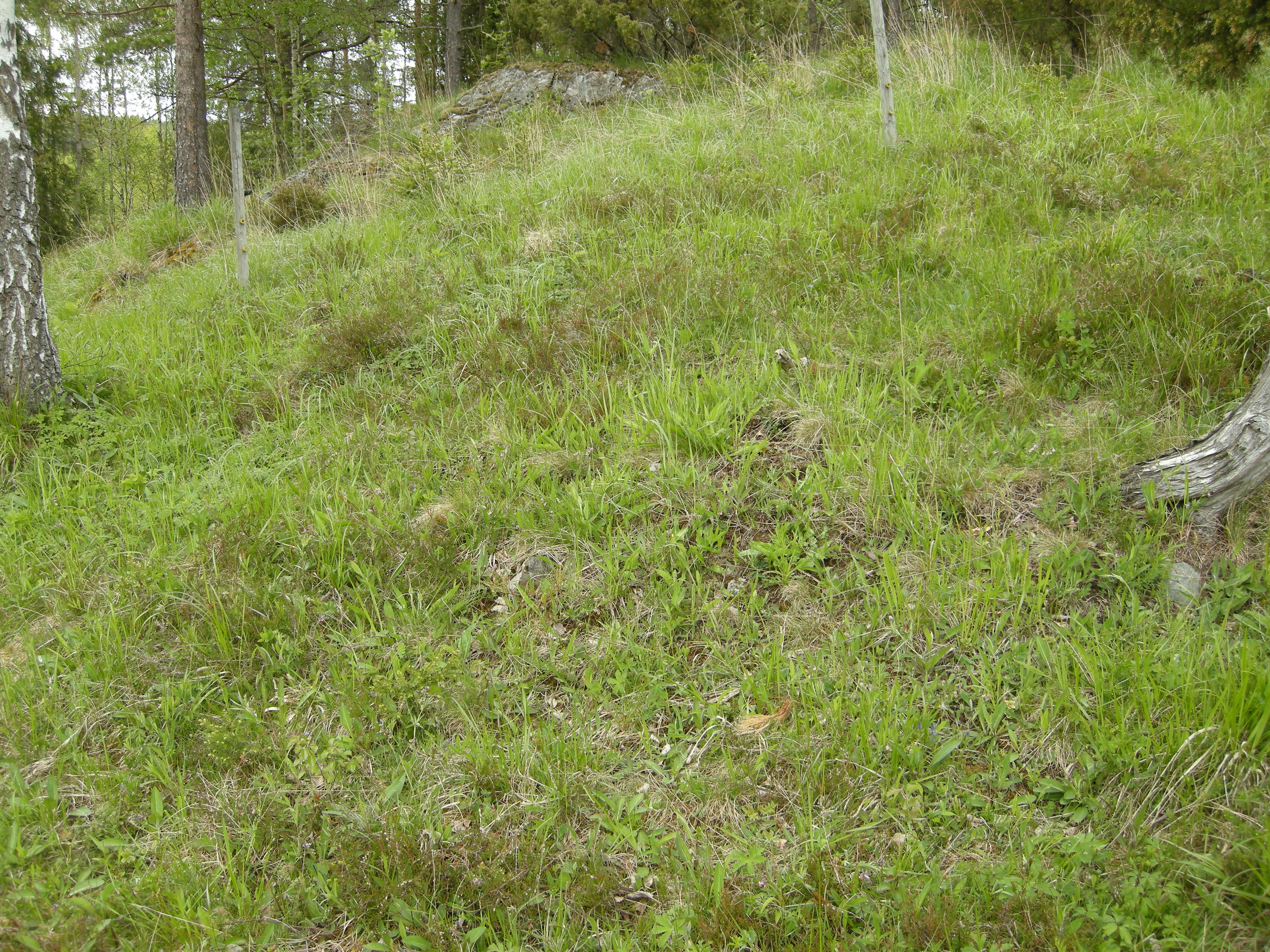 T32-C-13 intermediær tørreng med mindre hevdpreg.