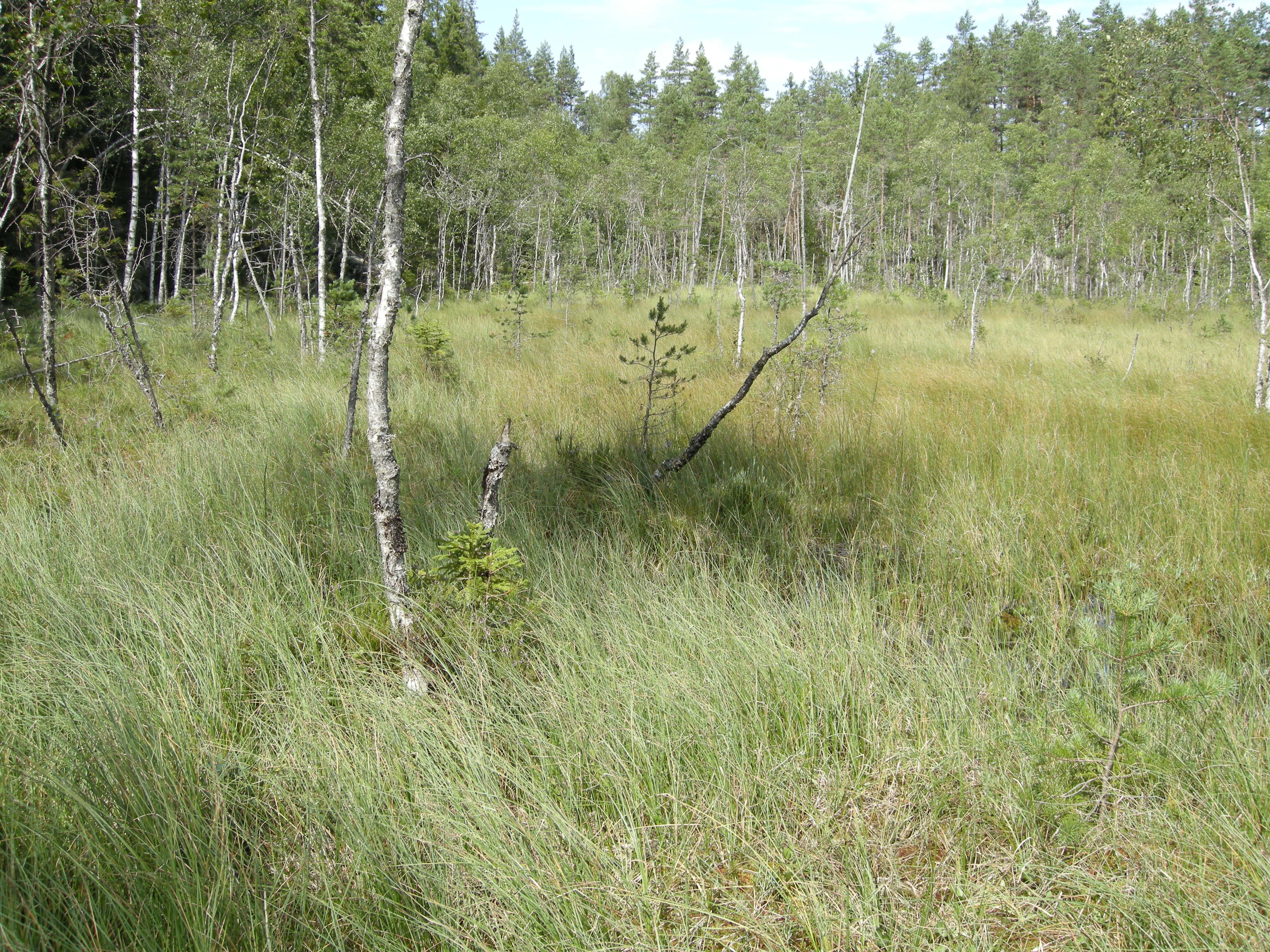 V1-C-5 svært og temmelig kalkfattige myrkanter.