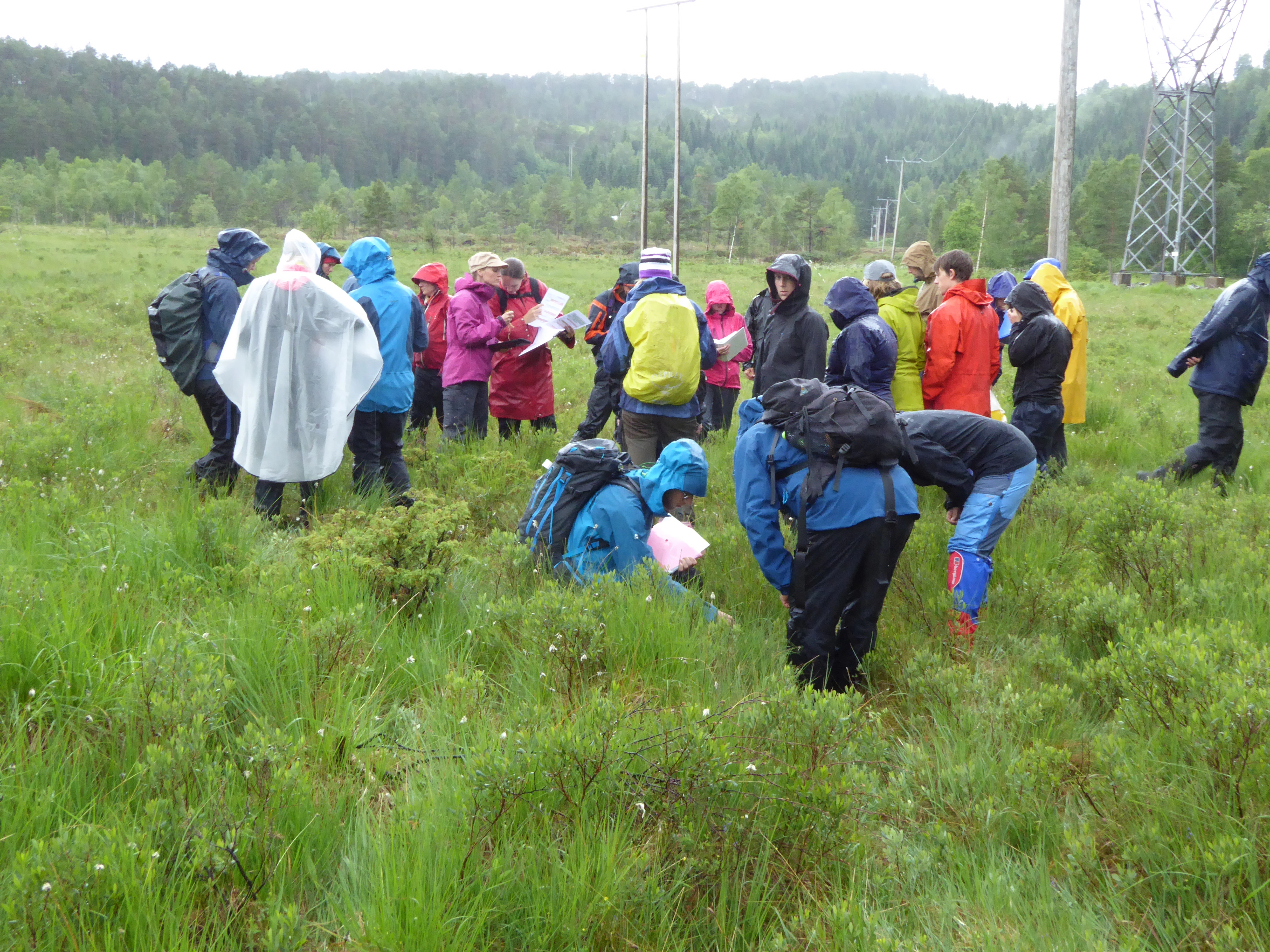 V1-C-6 litt kalkfattige og svakt intermediære myrkanter.