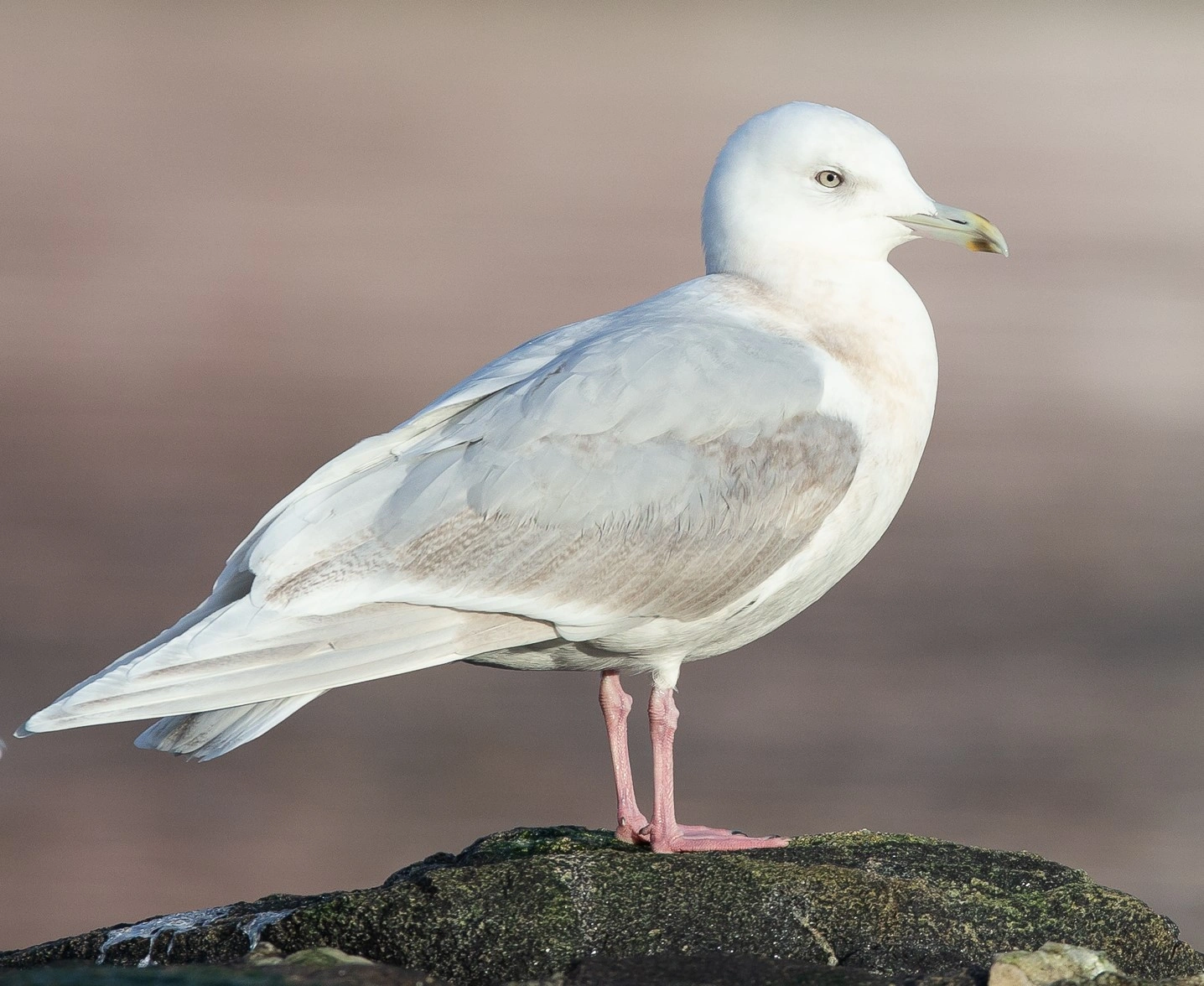 Grønlandsmåke.