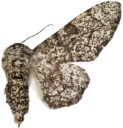 Bjørkelurvemåler.