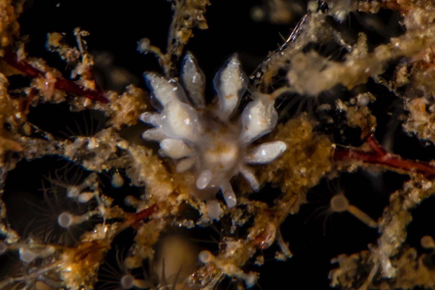 Snegler: Eubranchus exiguus.