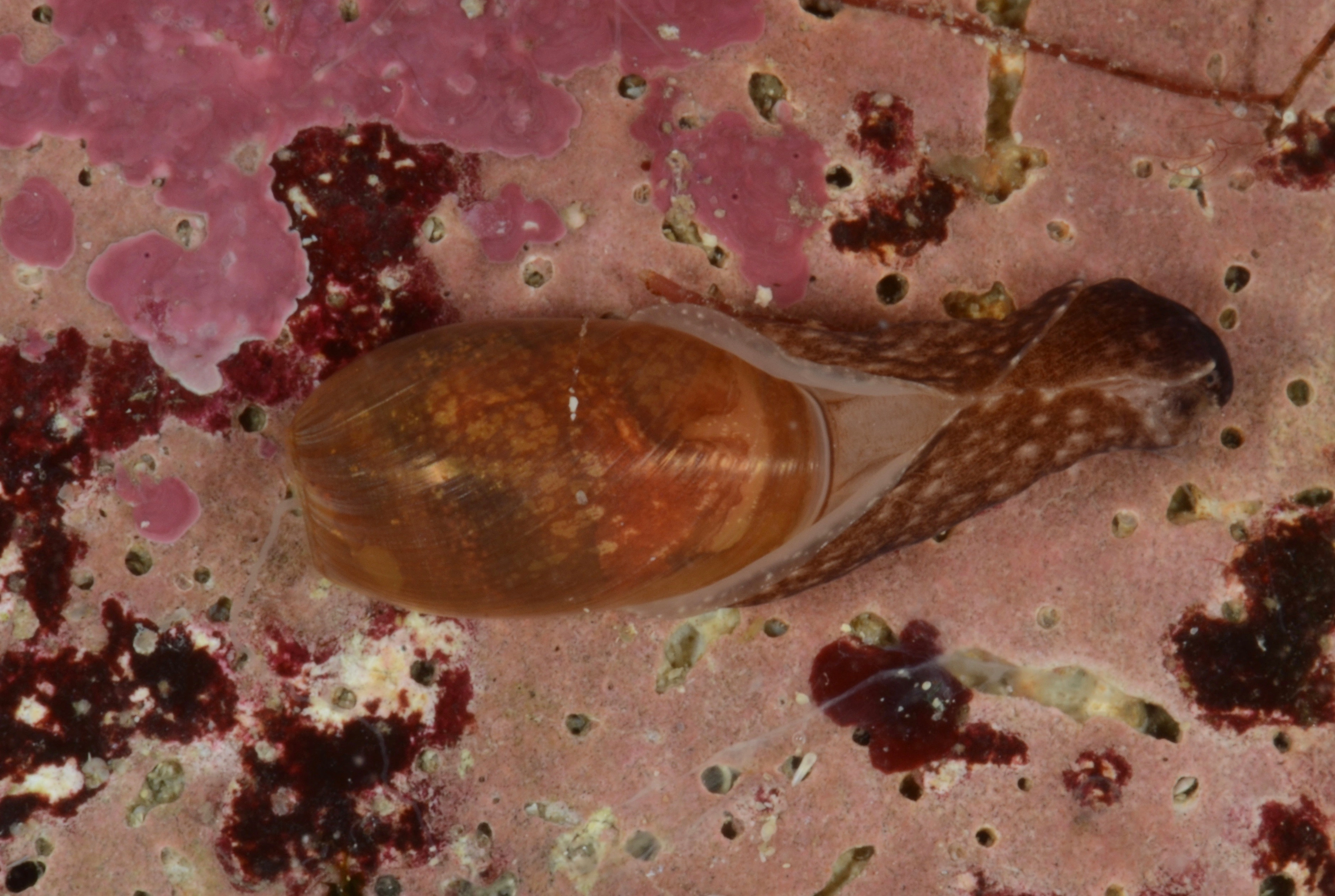 Snegler: Akera bullata.