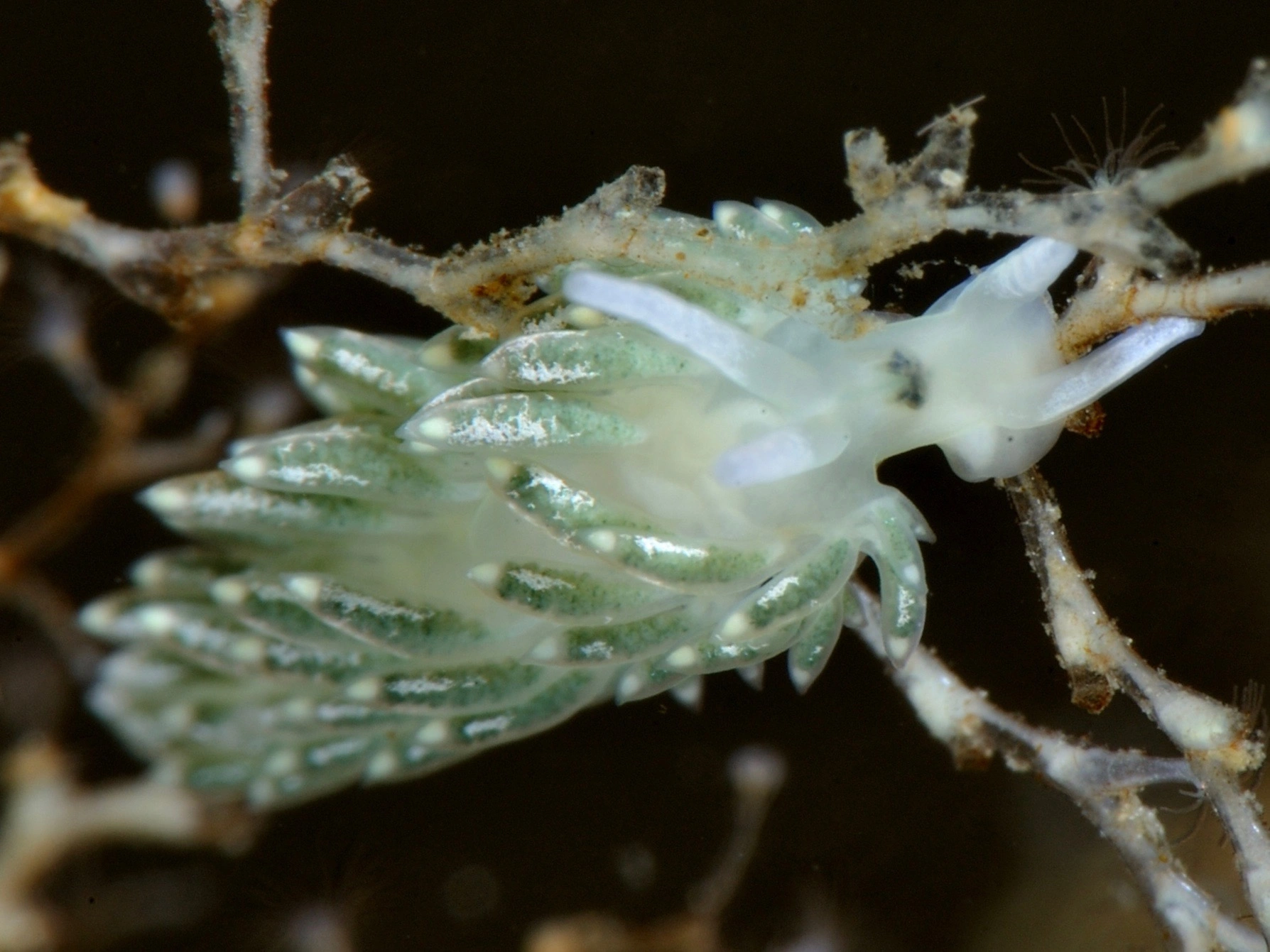 Nakensnegler: Diaphoreolis viridis.