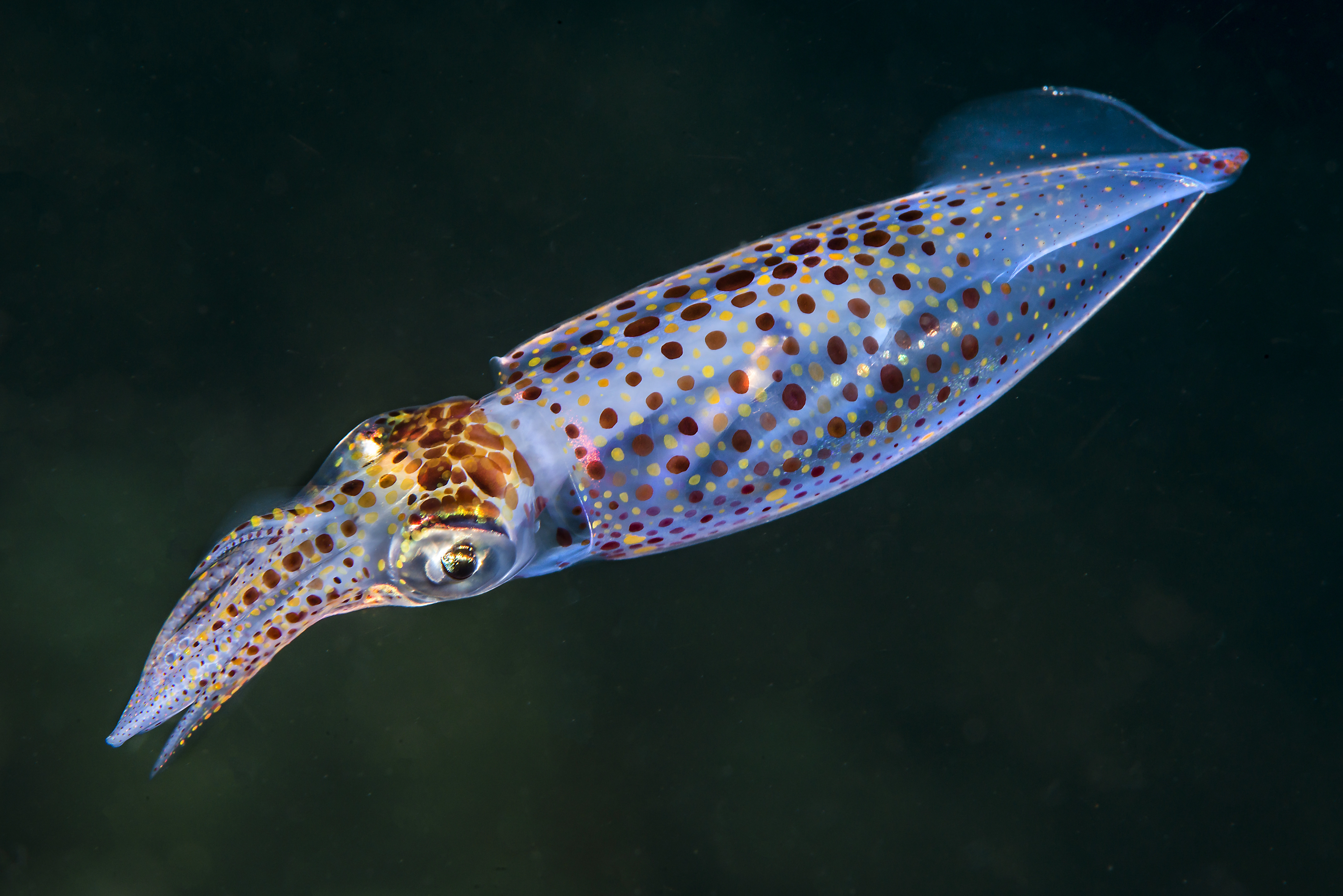 Blekkspruter: Alloteuthis subulata.