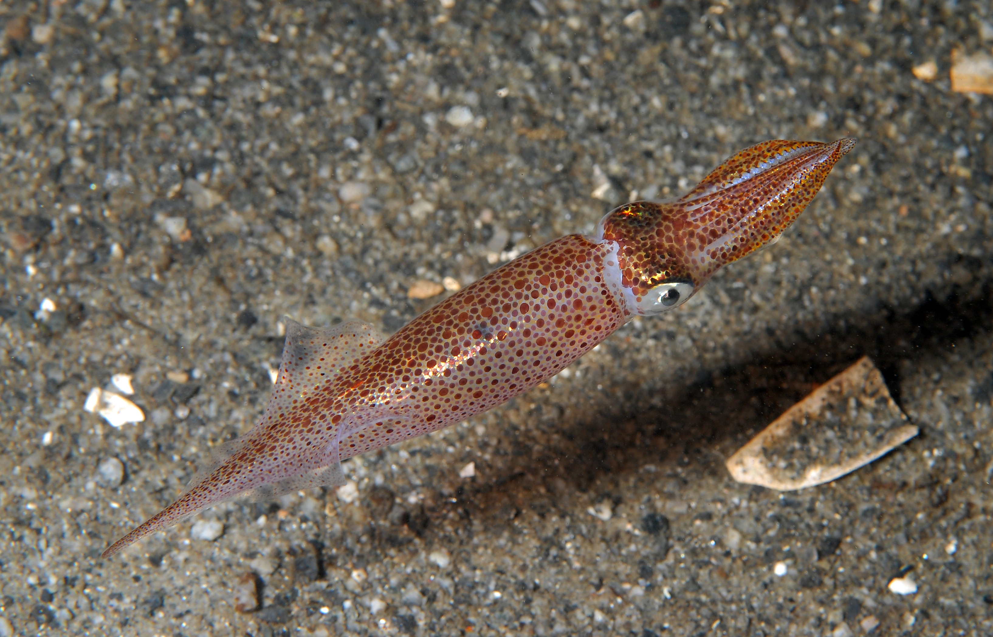 Blekkspruter: Alloteuthis subulata.