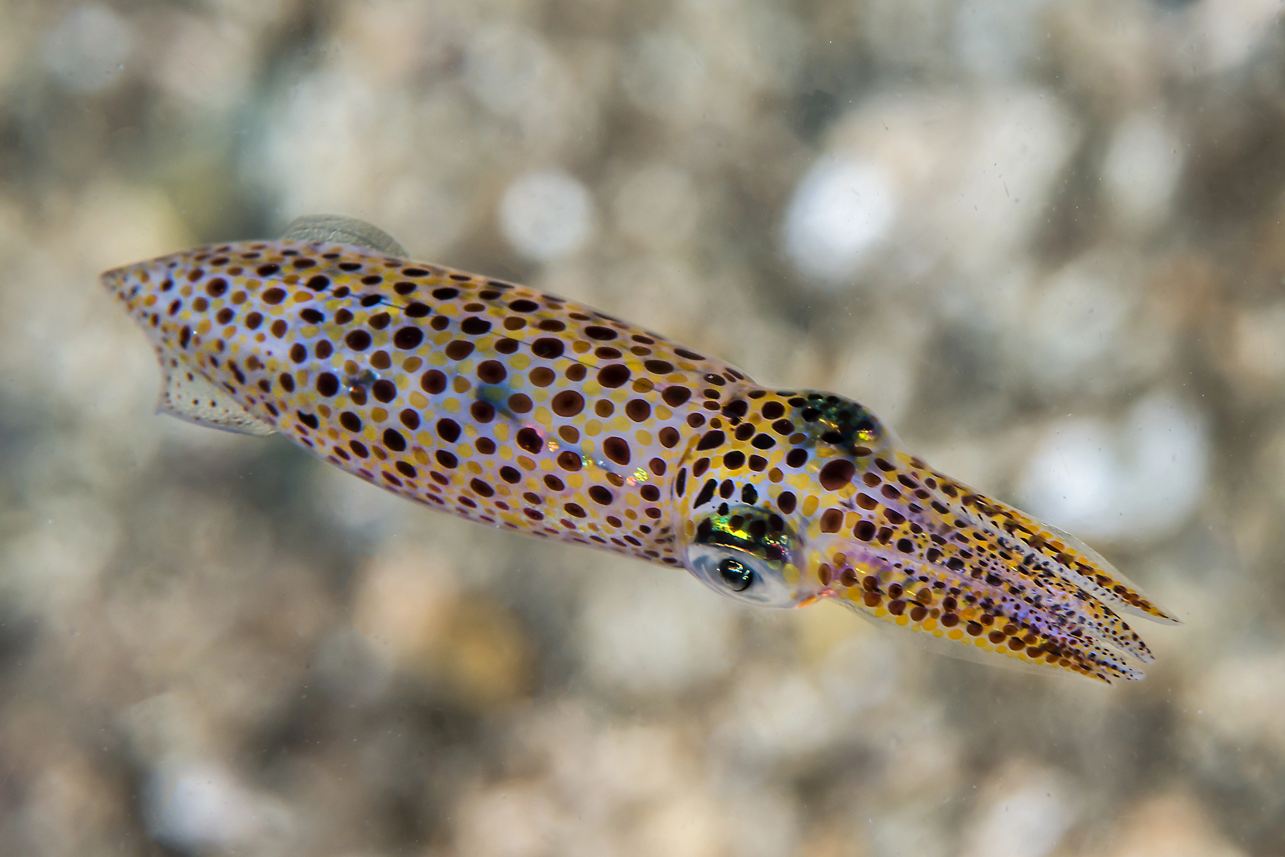 Blekkspruter: Alloteuthis subulata.