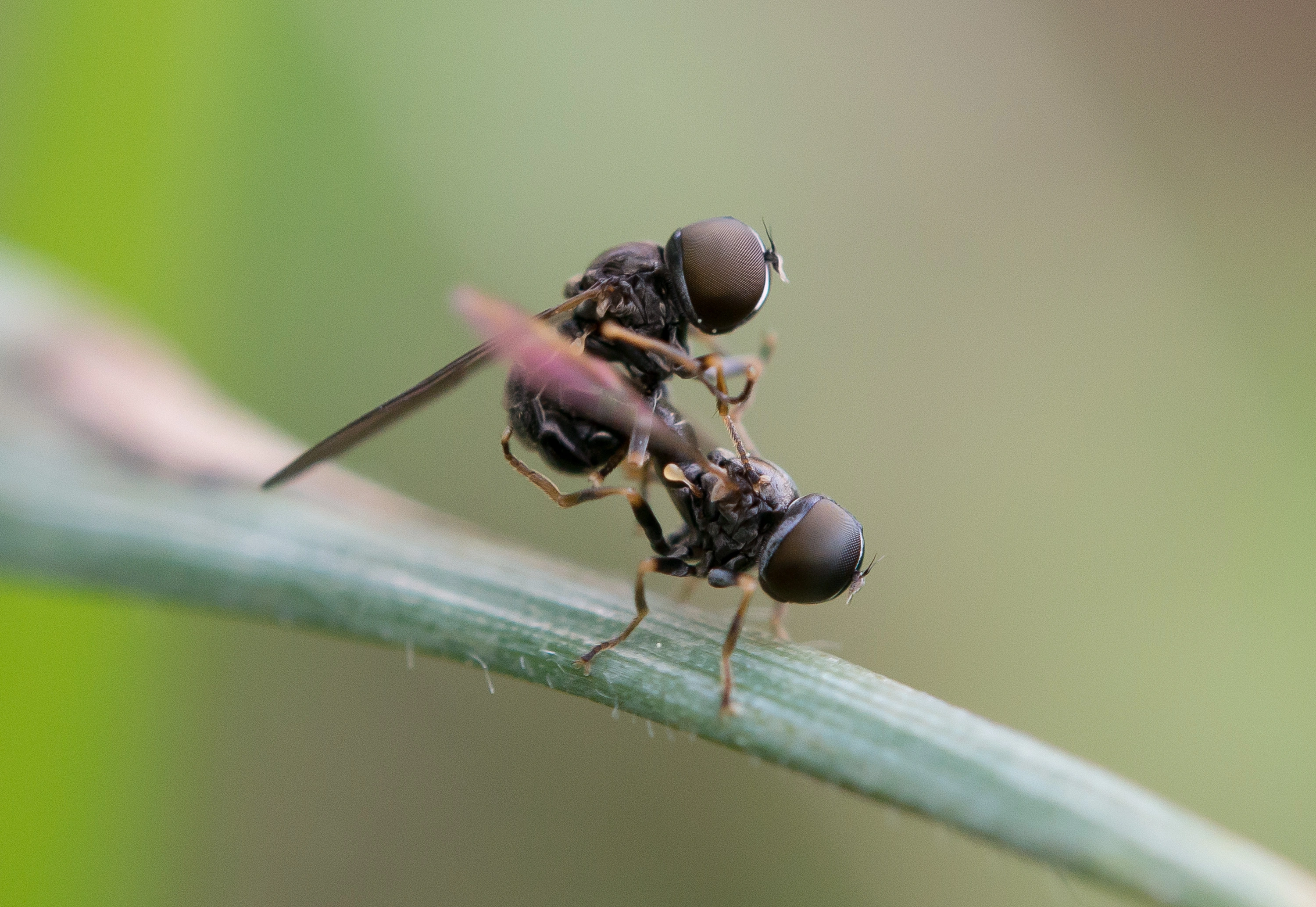 Øyefluer. Tovinger: Dorylomorpha confusa.