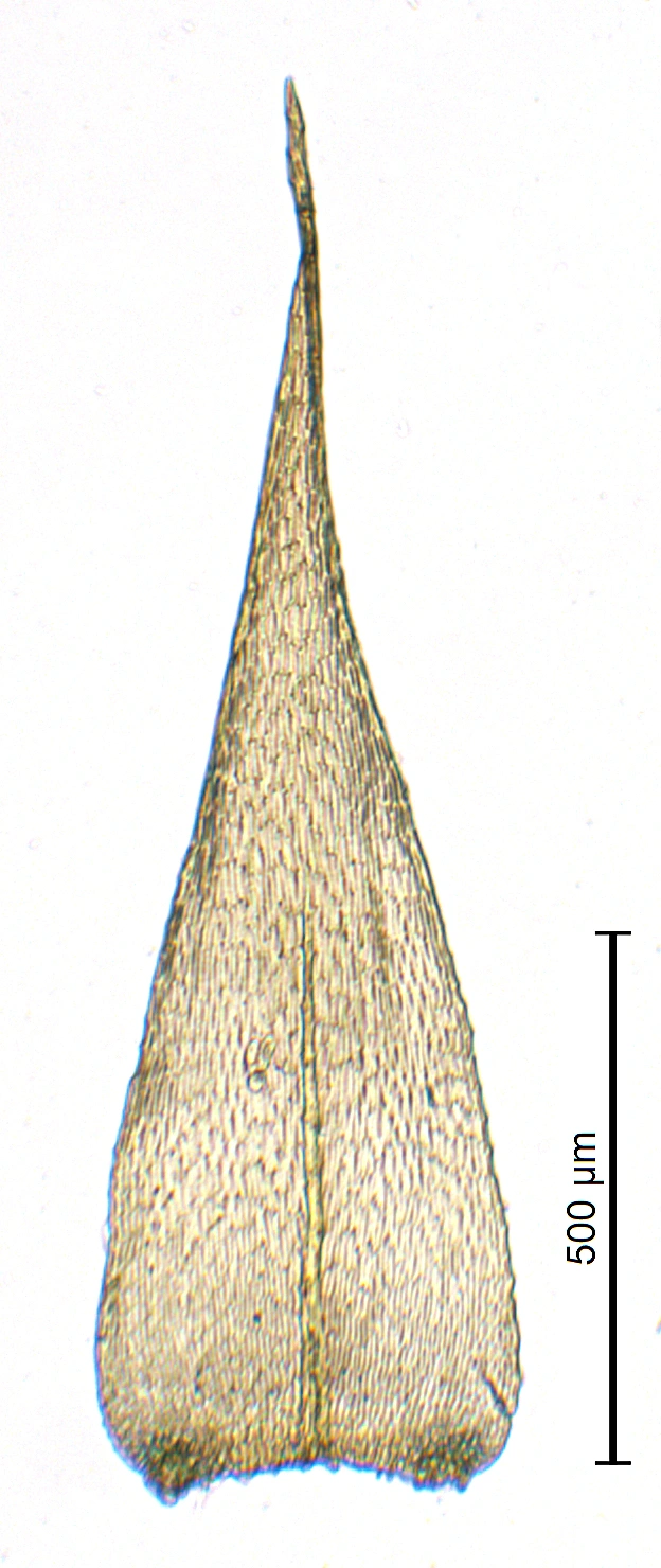 Skortelundmose.