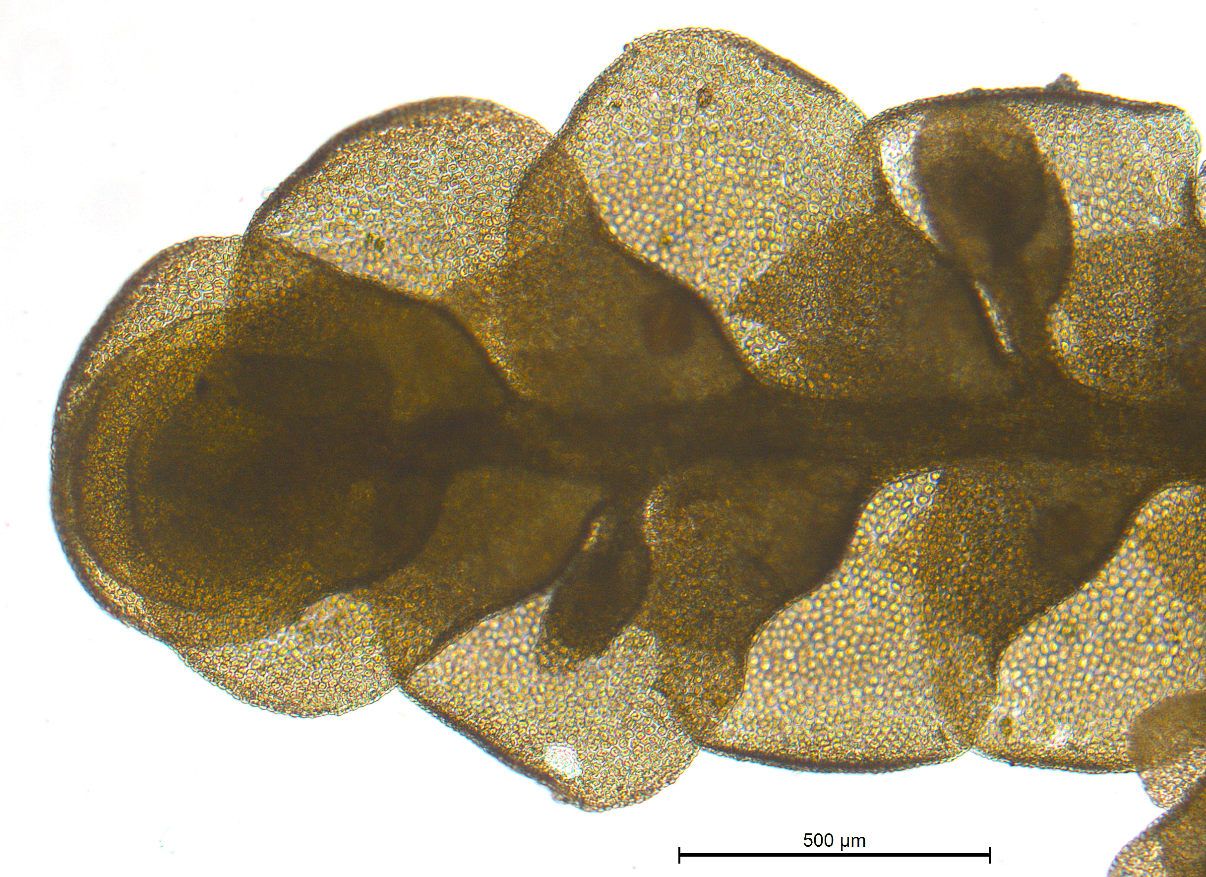 : Radula lindenbergiana.