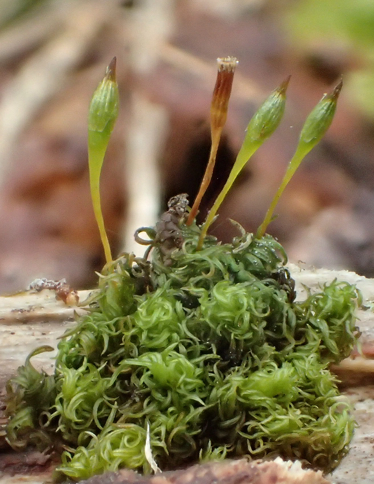 : Ulota calvescens.