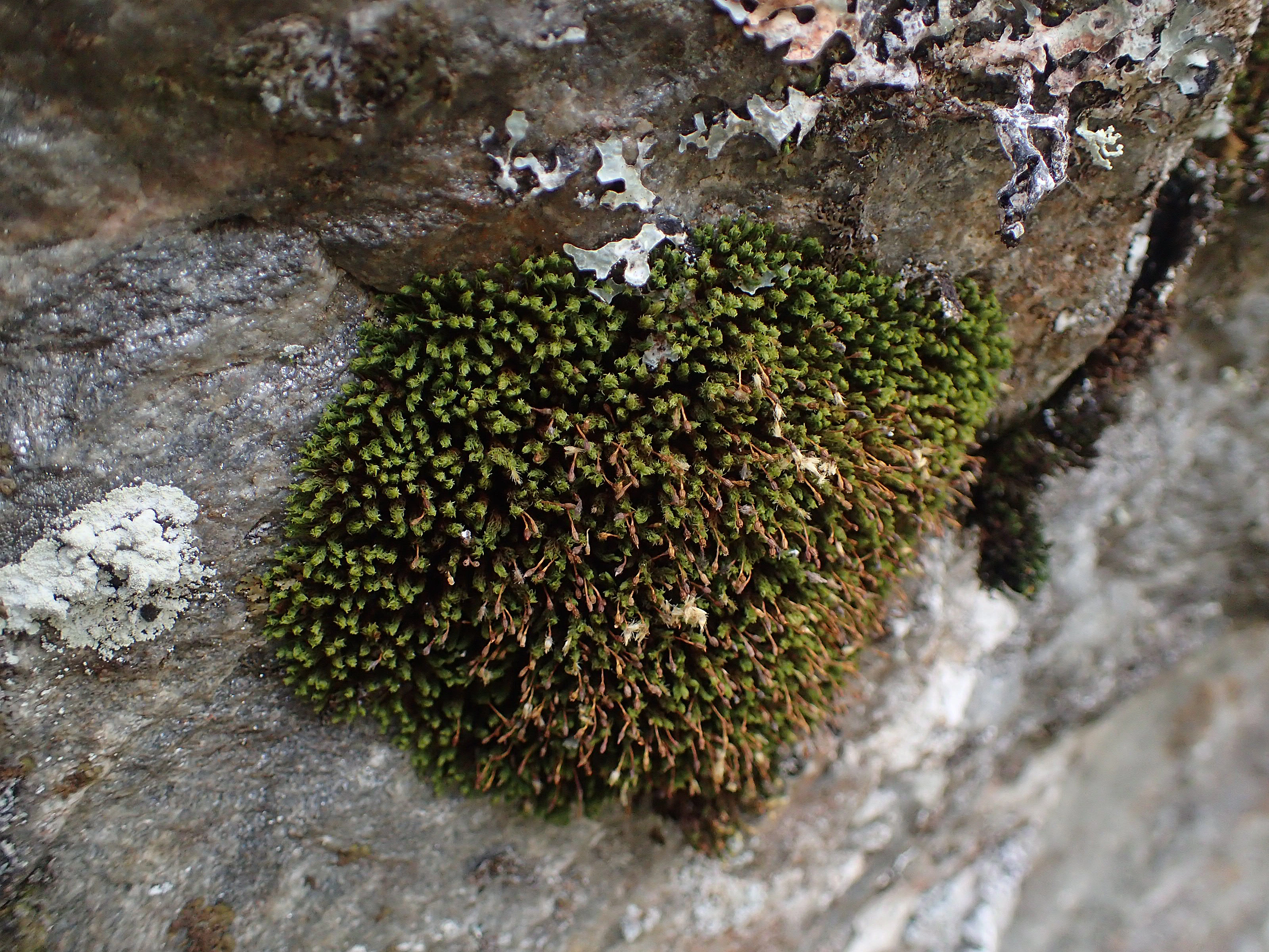 : Ulota curvifolia.