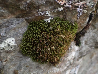 fjellgullhette