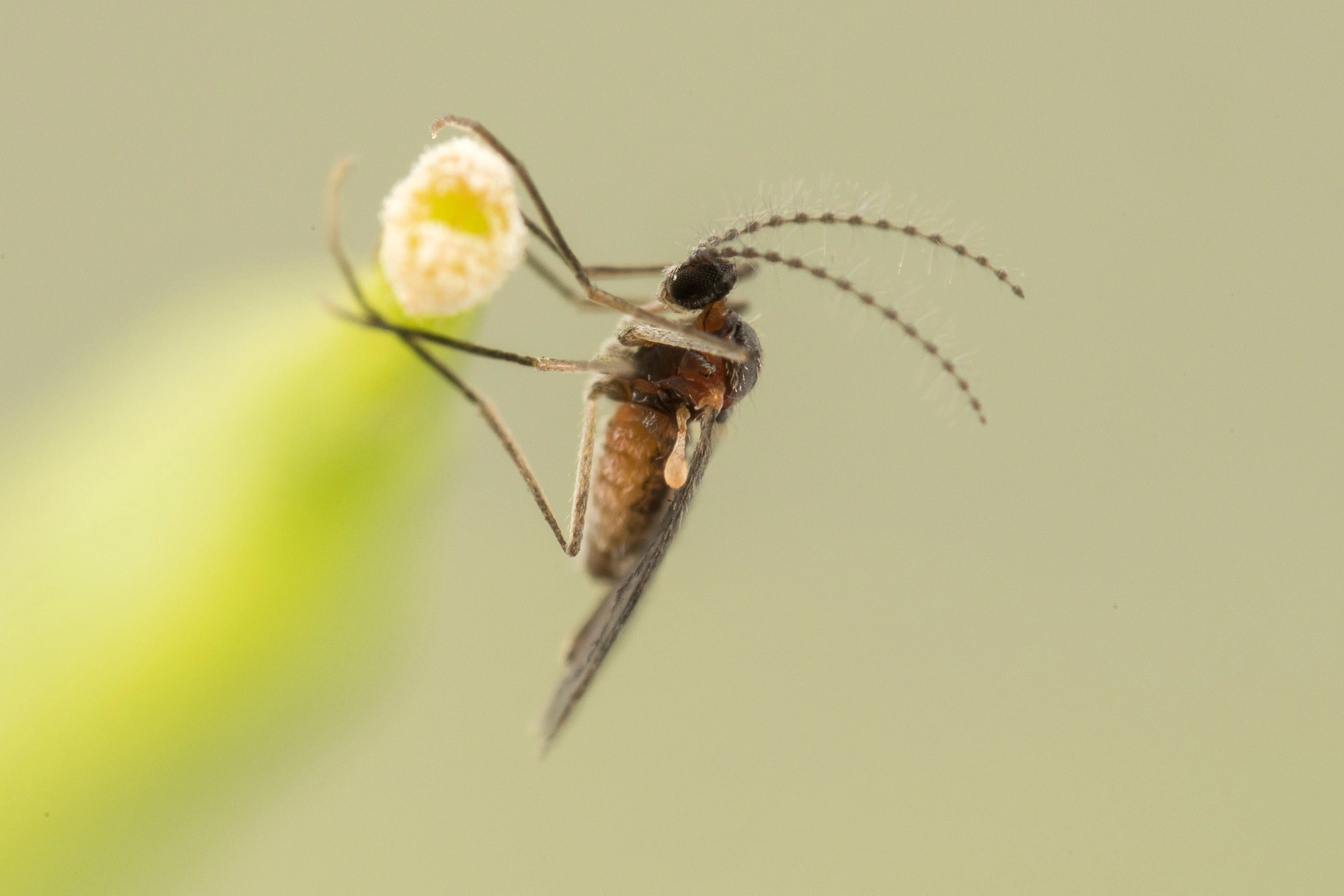 Tovinger: Dasineura sisymbrii.