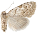 Vårduskfly.