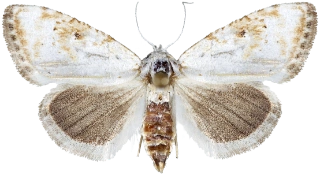 myrduskfly