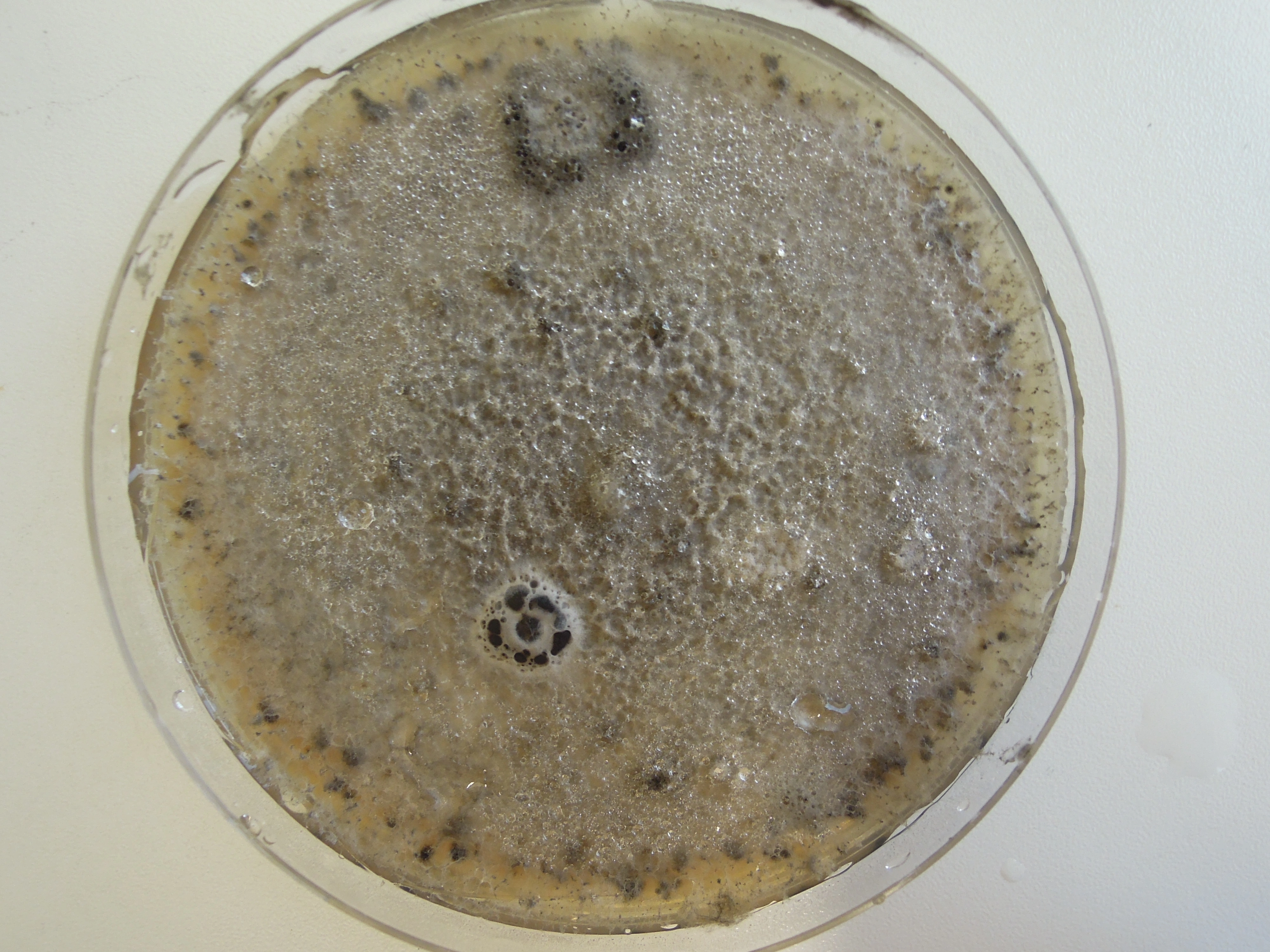 Ekte sekksporesopper: Stagonospora perfecta.