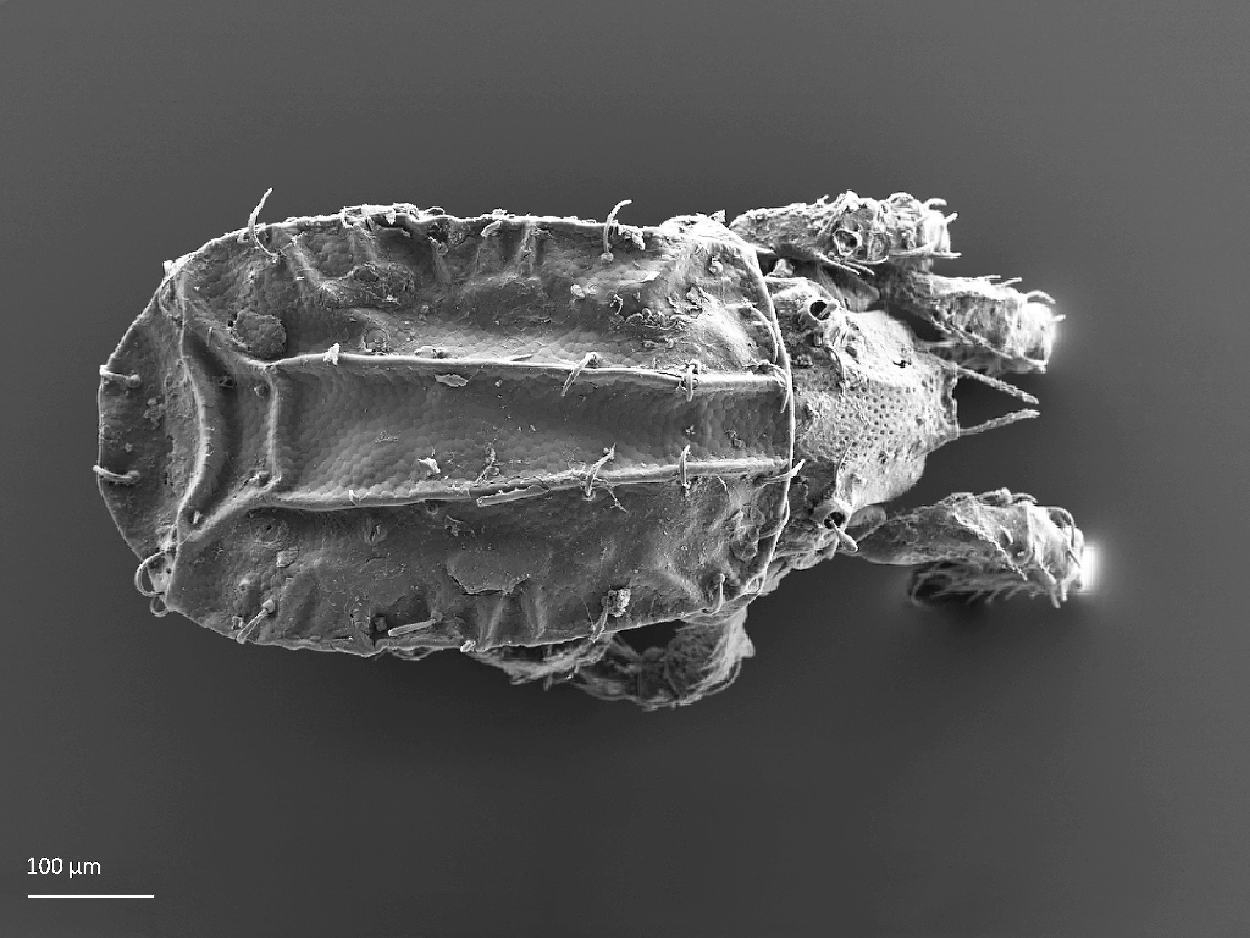 Midd: Camisia solhoeyi. Midd: Camisiidae.