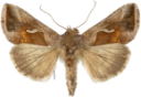 Dråpemetallfly.