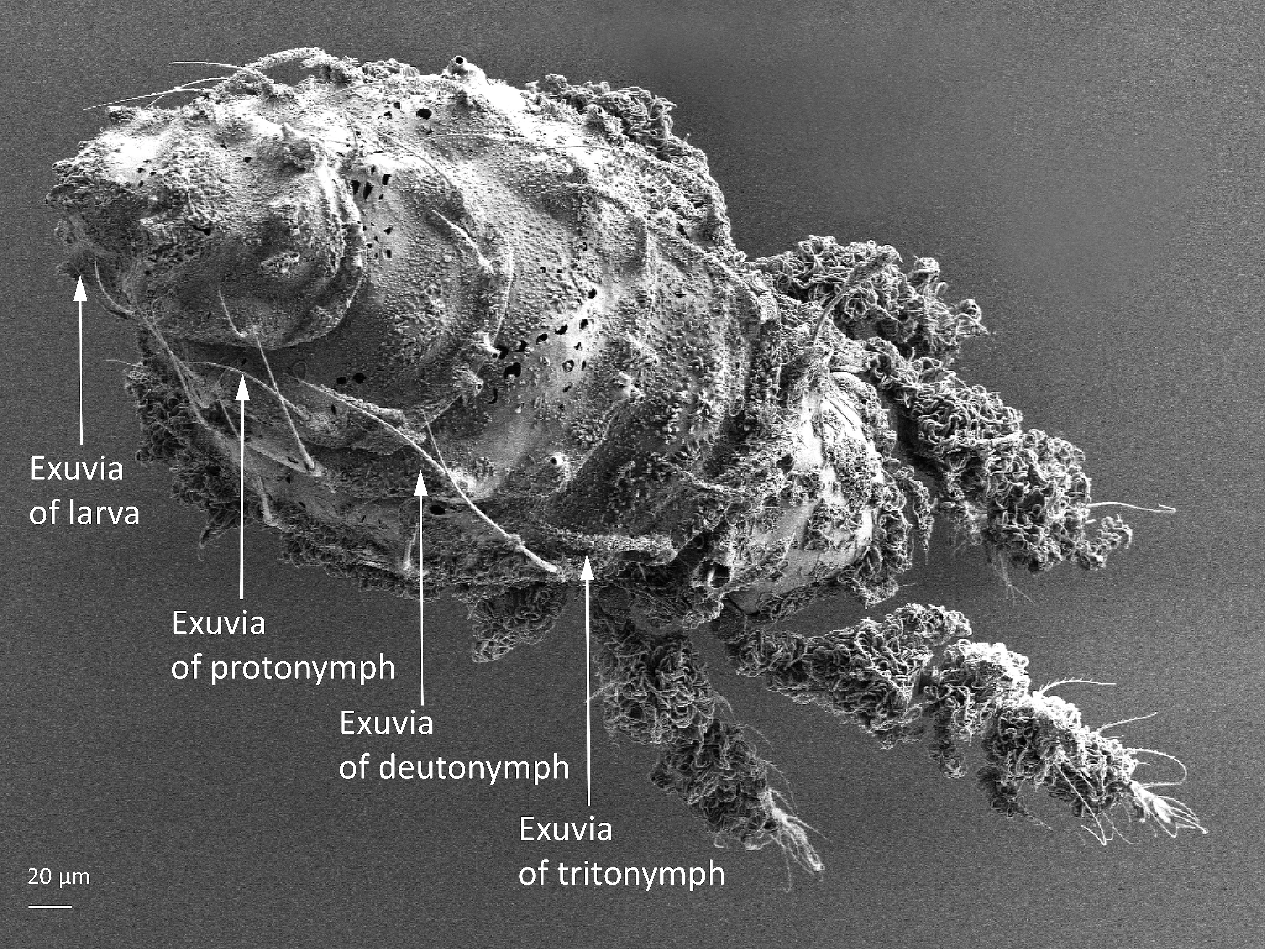 Midd: Porobelba spinosa.