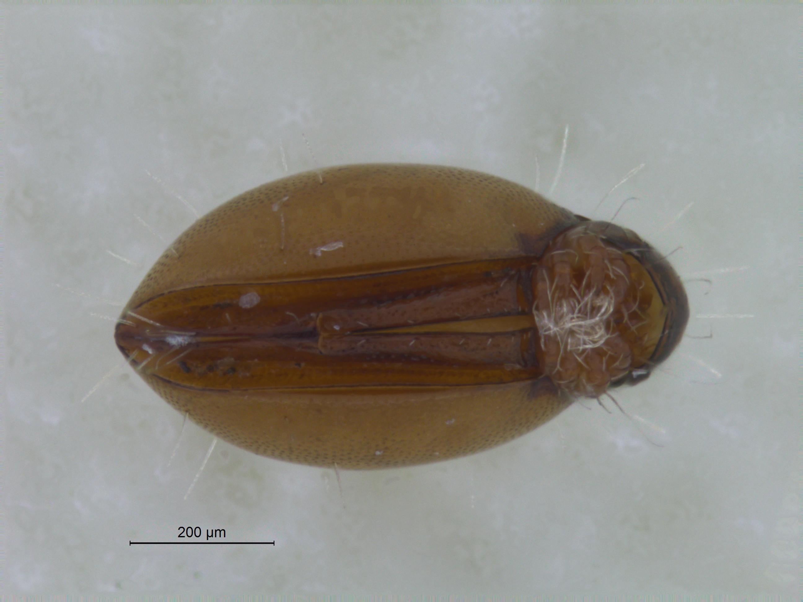 Midd: Rhysotritia duplicata.