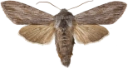 Svevehettefly.