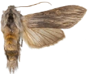 Vårhettefly.