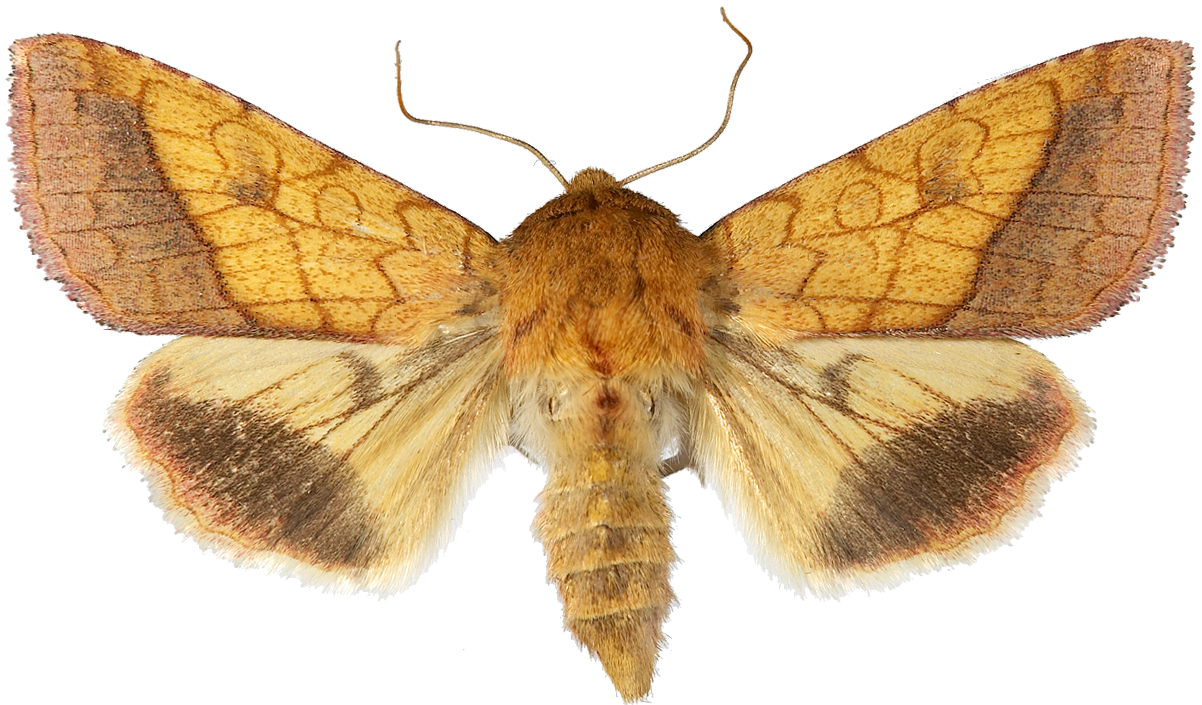 Gullfagerfly.