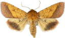 Gullfagerfly.