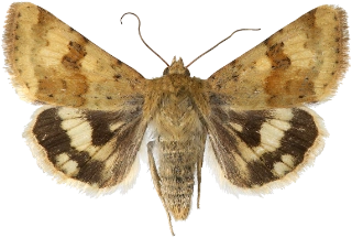 grønnfagerfly