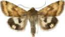 Nattfly: Heliothis maritima.