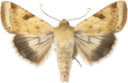 Okerfagerfly.