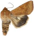 Pestfagerfly.