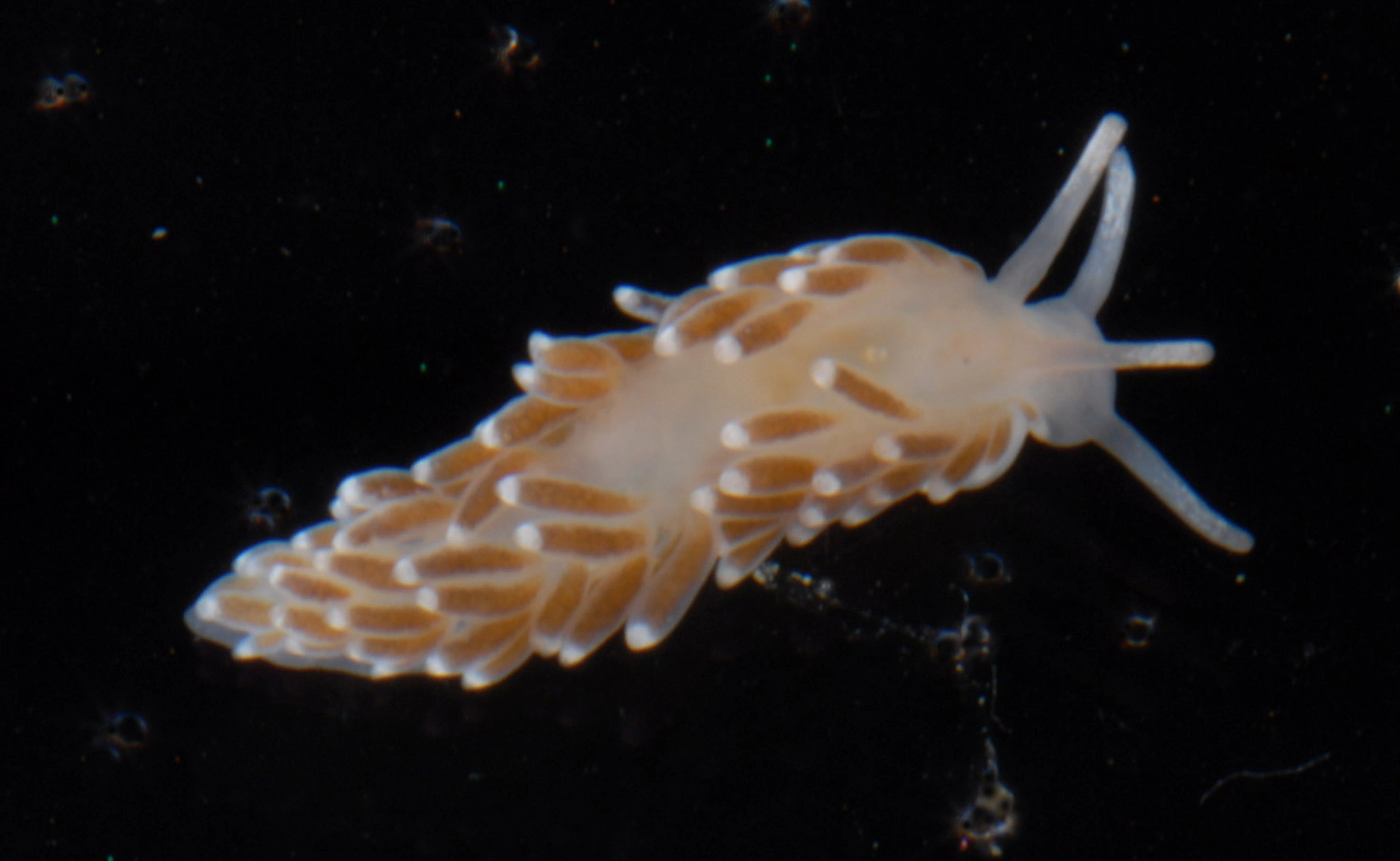 Snegler: Cuthonella concinna.