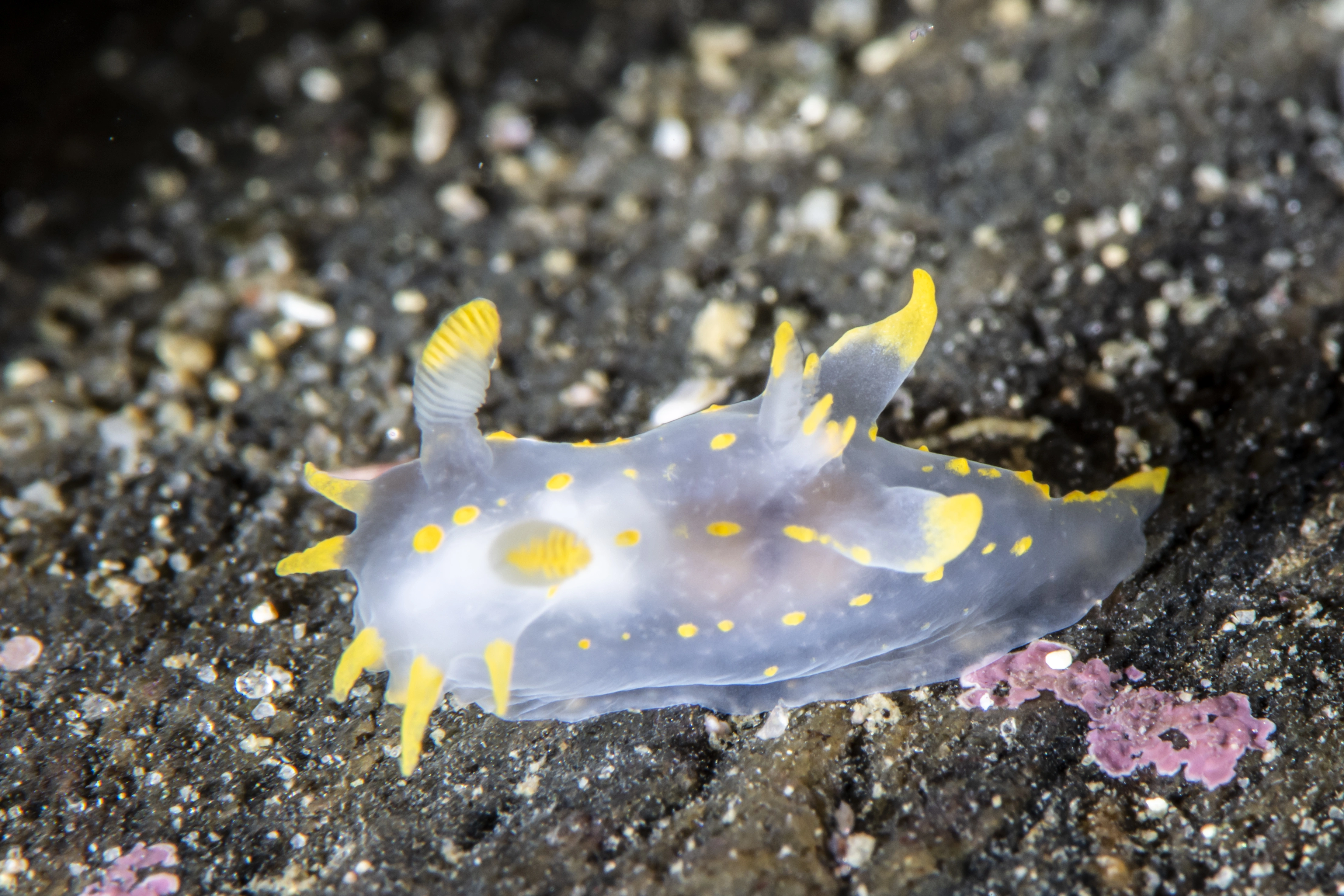 Snegler: Polycera quadrilineata.