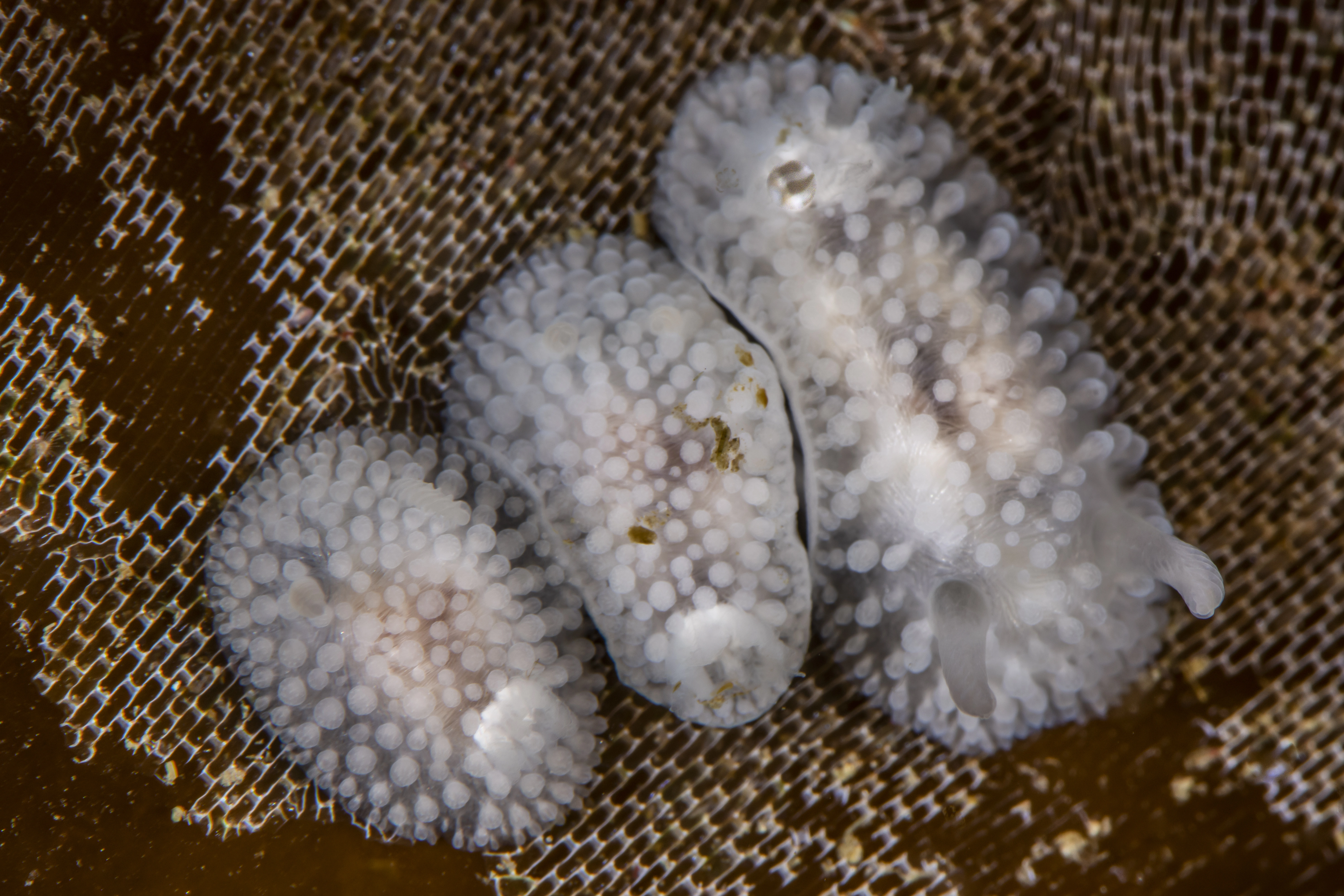 Snegler: Onchidoris muricata.