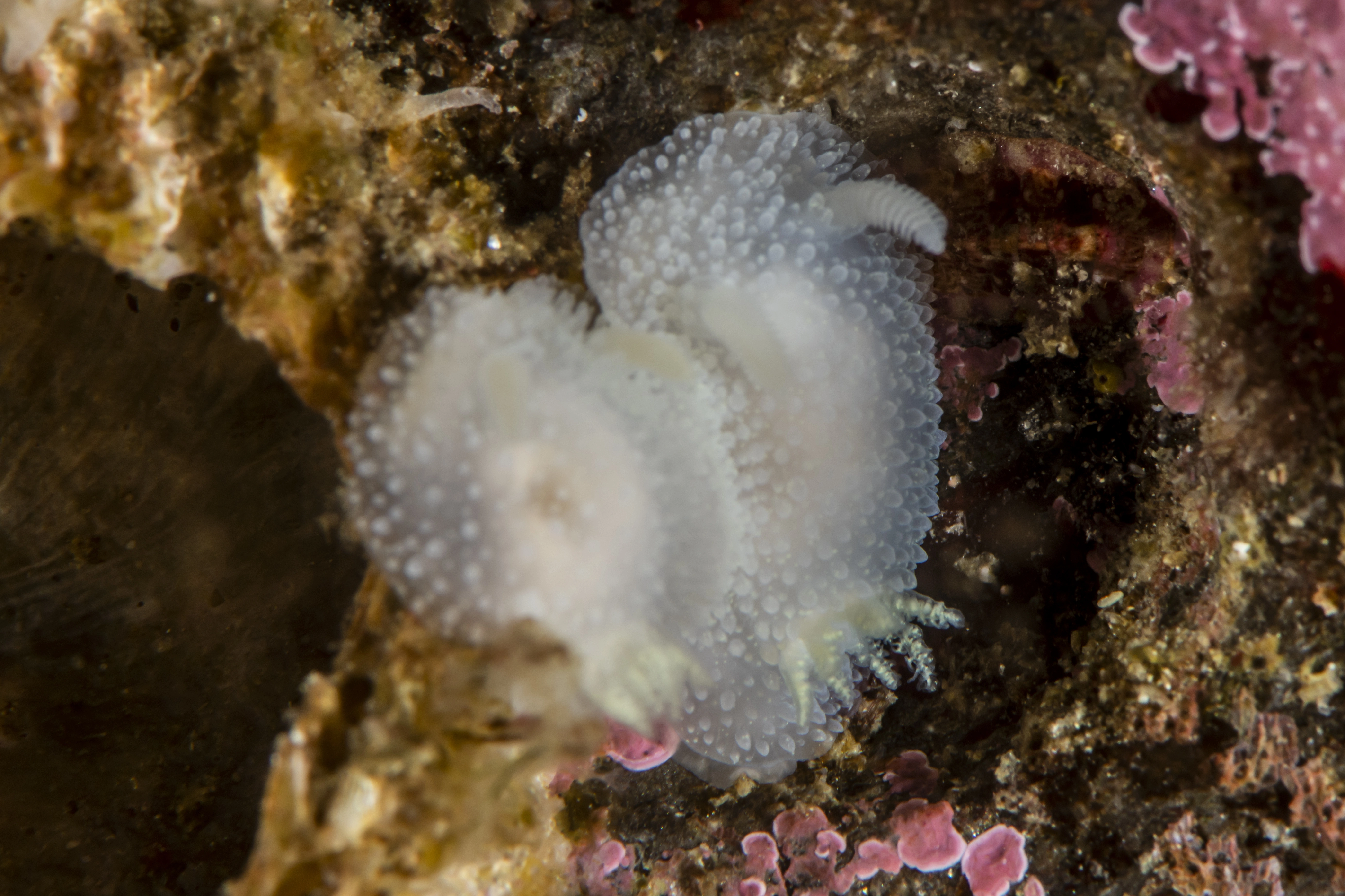 Flergjellesnegler: Acanthodoris pilosa.