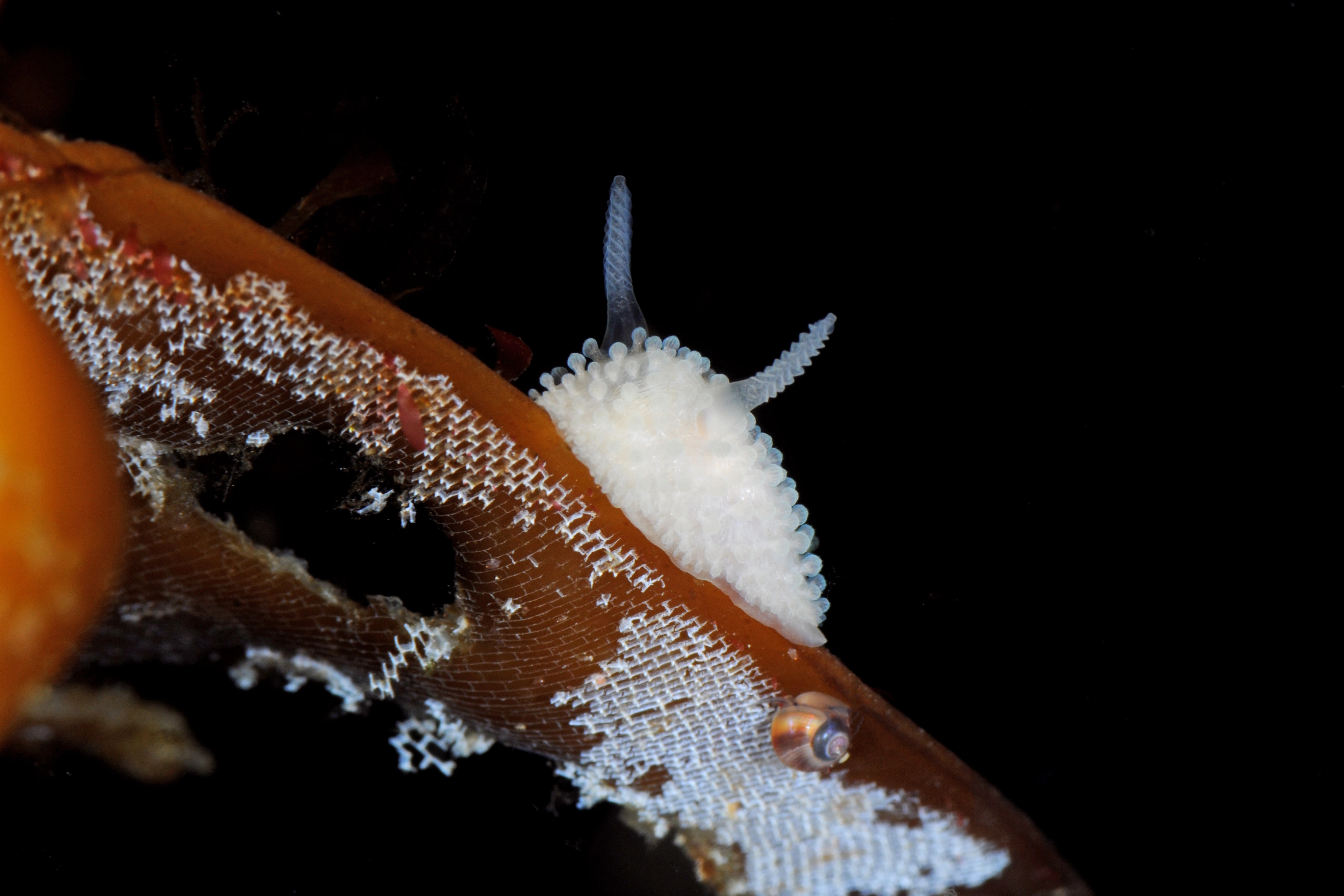 Nakensnegler: Onchidoris muricata.