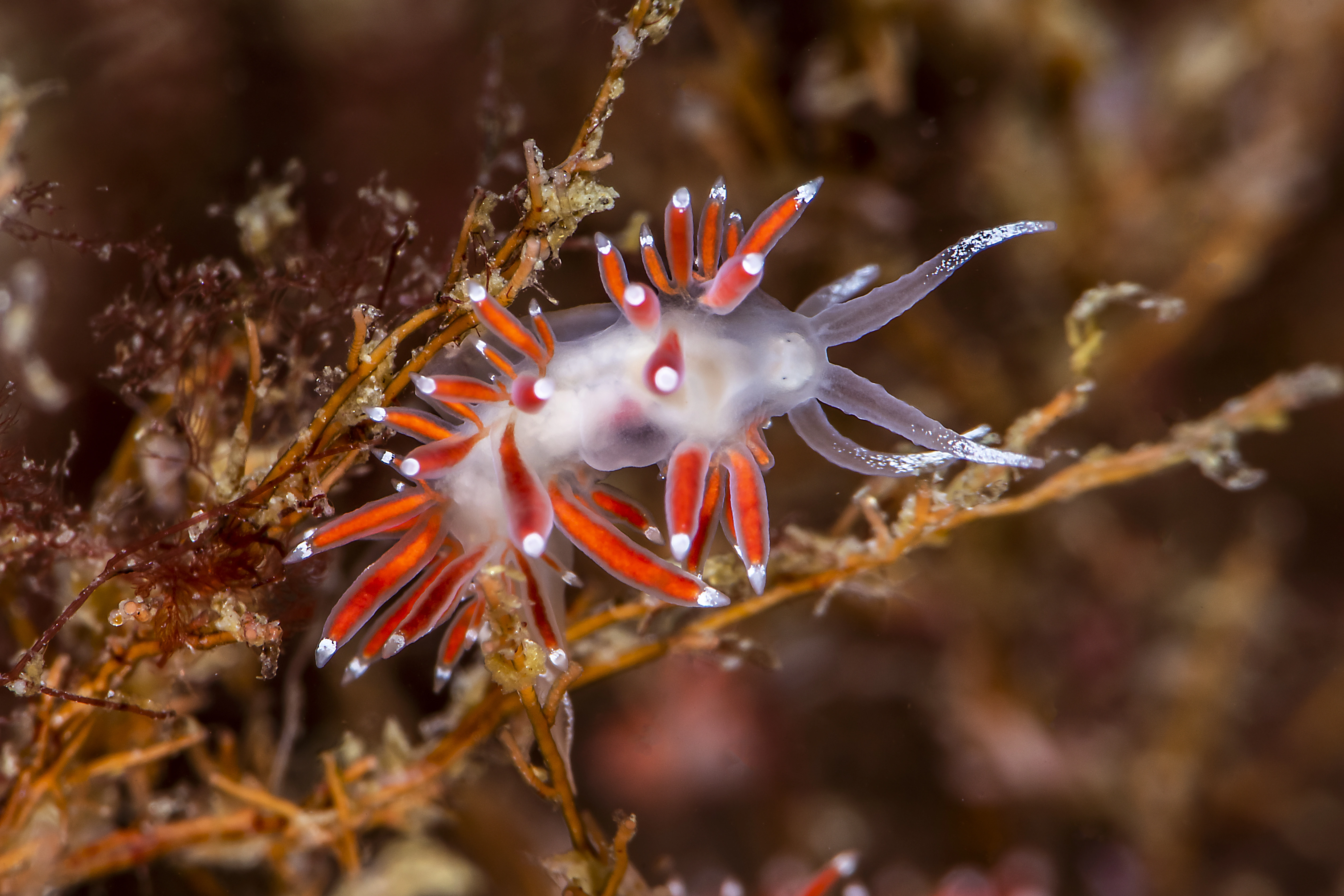 Snegler: Coryphella gracilis.