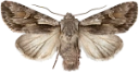 Kystperikumfly.