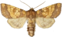 Tistelstengelfly.