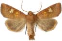 Flekkstengelfly.