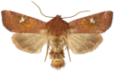 Kyststengelfly.