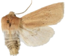 Takrørfly.