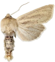 Takrørfly.