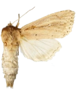 Dunkjevlefly.