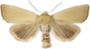 Glansrørfly.