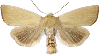 glansrørfly