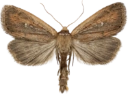 Bredringrørfly.